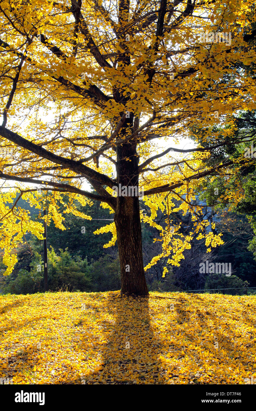 Ginkgo-Baum im Herbst Farbe in Sayama-Shizen-Koen Park Tokorozawa Saitama Japan Stockfoto