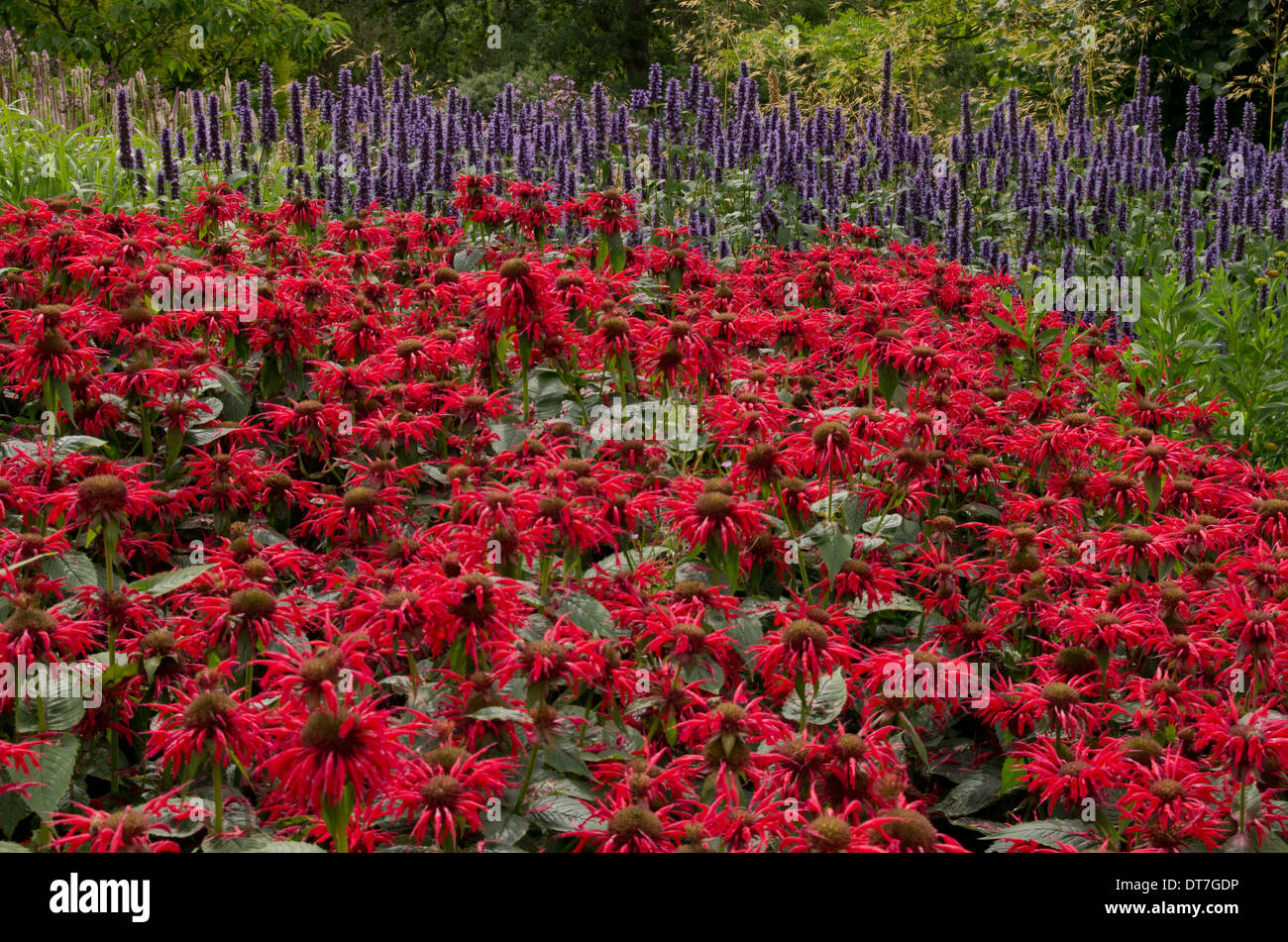 Monarda Gardenview Scarlet eine Wildform hinter Stockfoto