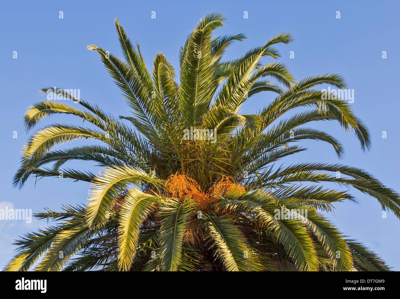 DATTELPALME [Phoenix Dactylifera] mit Reifung Termine Stockfoto