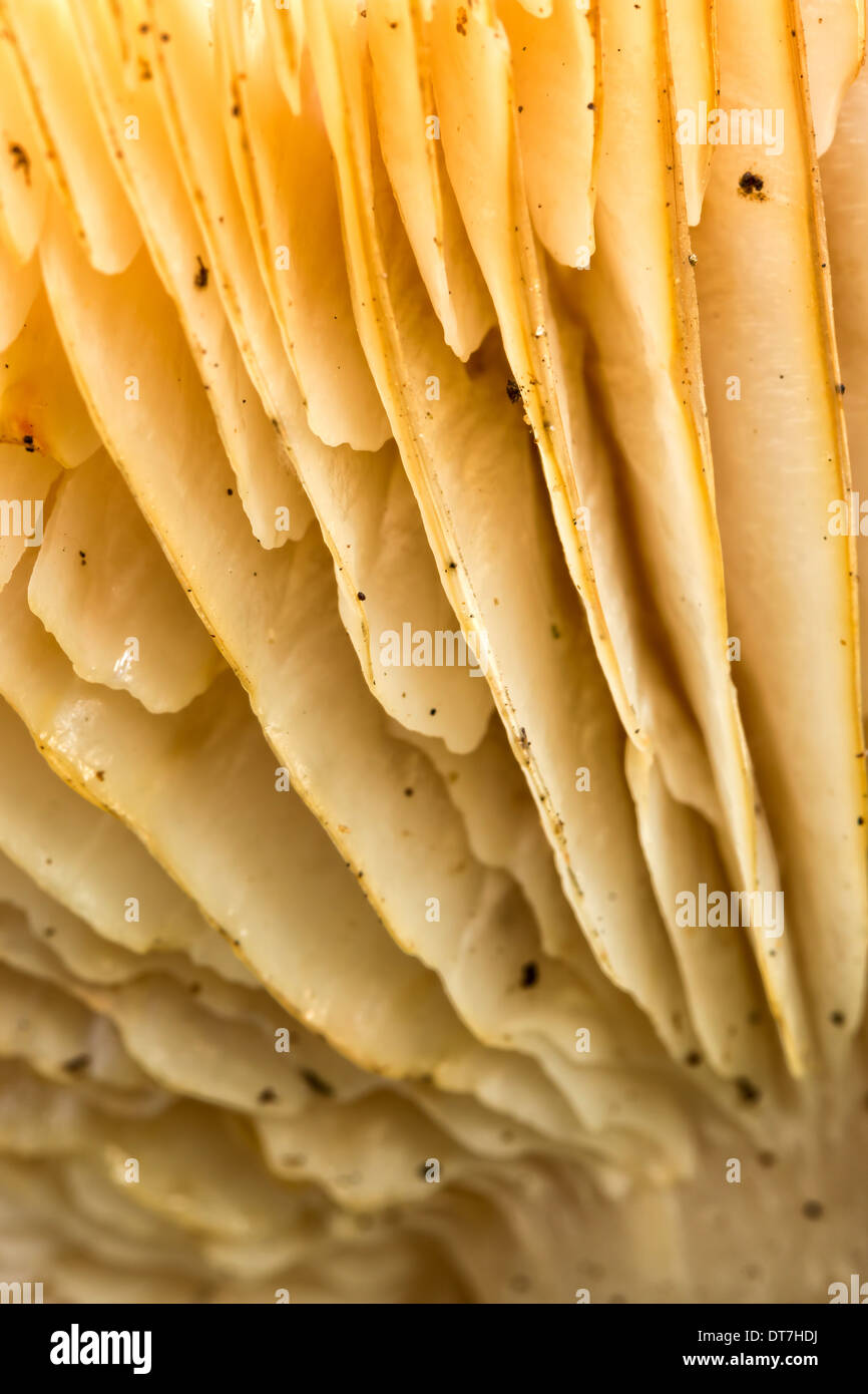 Pilz Platten Nahaufnahme von unten Stockfoto