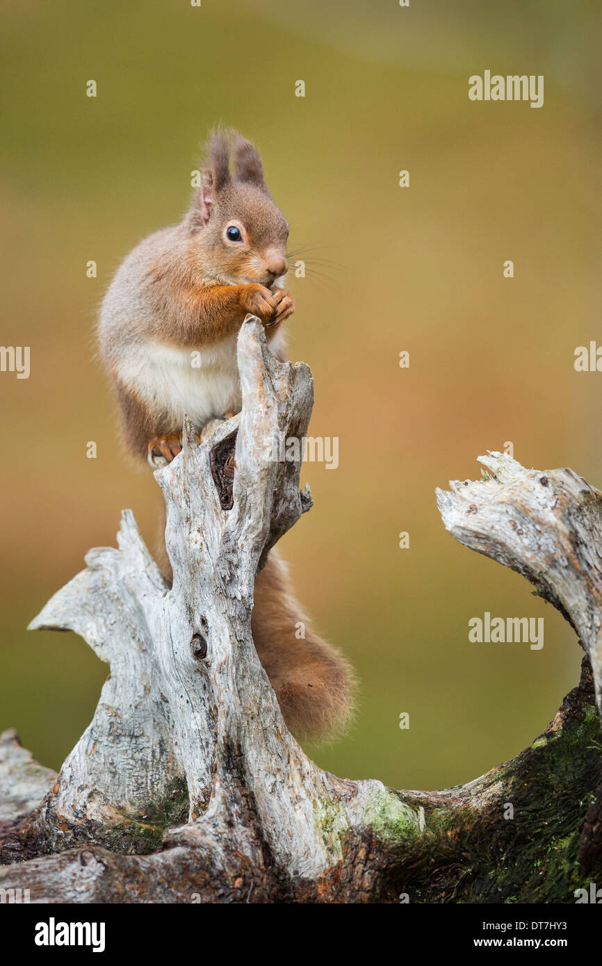 Eichhörnchen (Sciurus Vulgaris) Fütterung auf ein Holzscheit mit Winter Ohr Tufts. Highlands, Schottland, UK Stockfoto