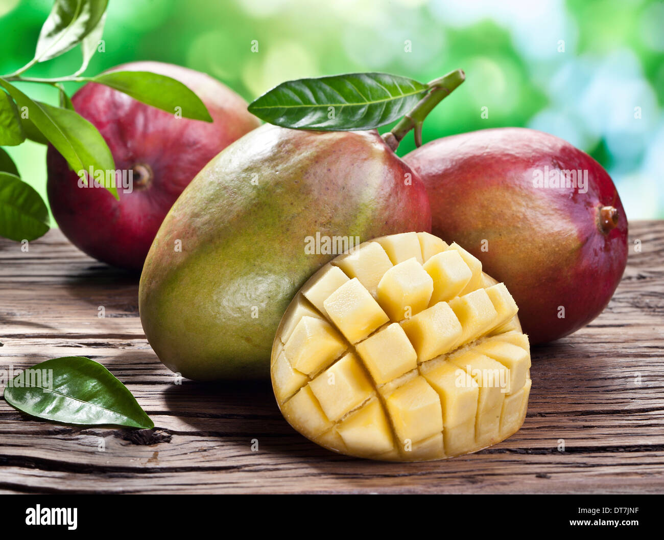 Mango-Früchte auf einem Holztisch mit dunkelgrünem Laub auf dem Hintergrund. Stockfoto