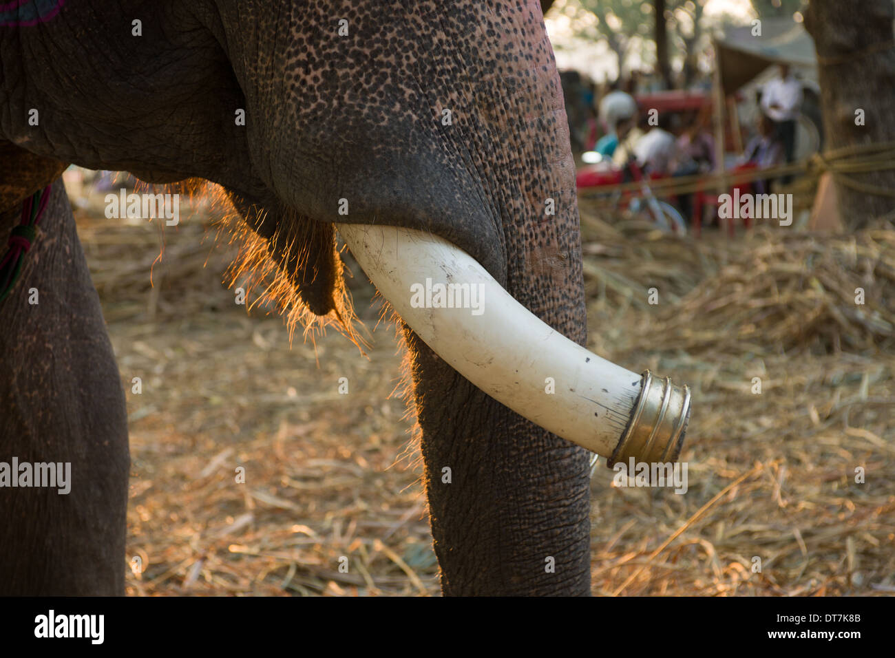 Angedockte Tusk und Hintergrundbeleuchtung Haar eines Elefanten, Sonepur Mela, Sonepur, Bihar, Indien Stockfoto