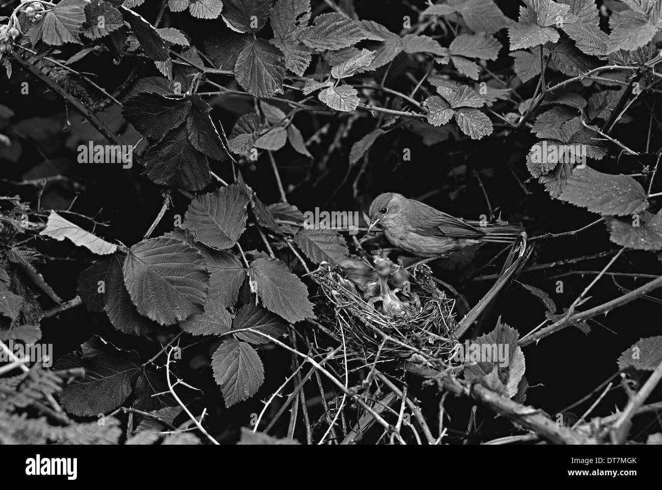 Mönchsgrasmücke am Nest, die jungen, füttert mit vorhandenem Licht nur in 1934 Staverton Forest Suffolk aufgenommen. Von Eric Hosking. Stockfoto