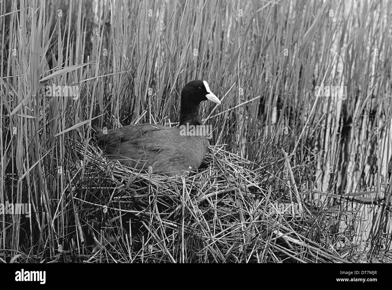 Verschachtelung Coot am Minsmere Suffolk. Im Jahr 1950 von Eric Hosking genommen Stockfoto