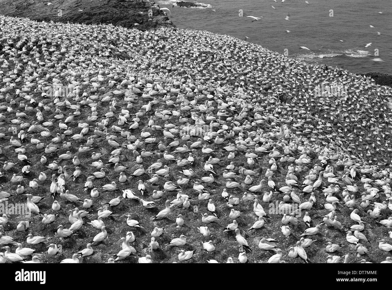 Basstölpel, Grasshoff Insel. Im Juni 1953 von Eric Hosking genommen Stockfoto