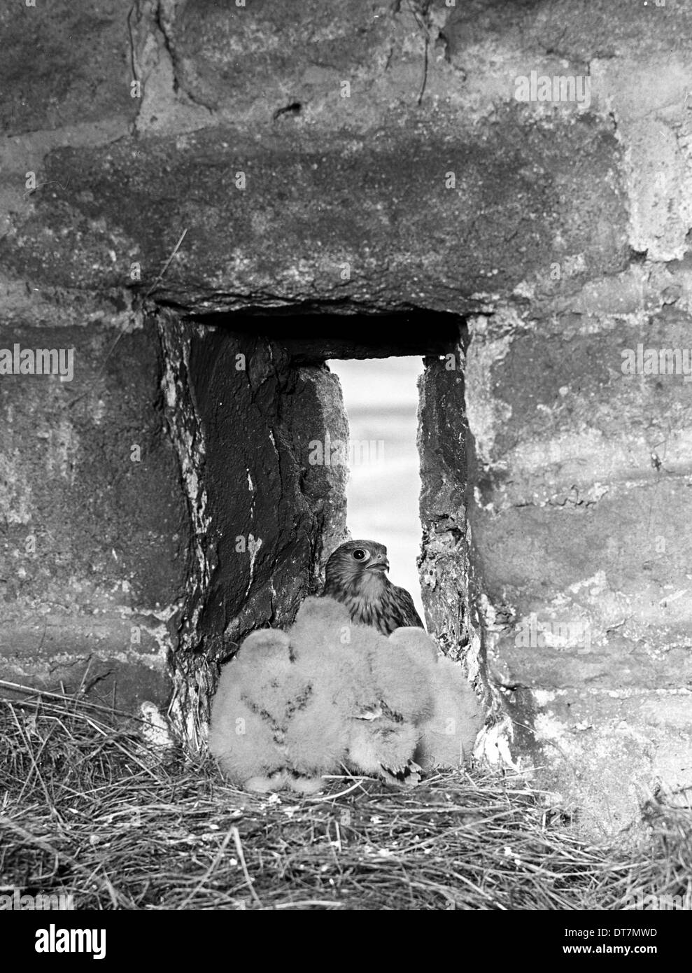 Turmfalke im Nest im Stall, Gorple, Yorkshire. Im Jahr 1944 von Eric Hosking genommen Stockfoto