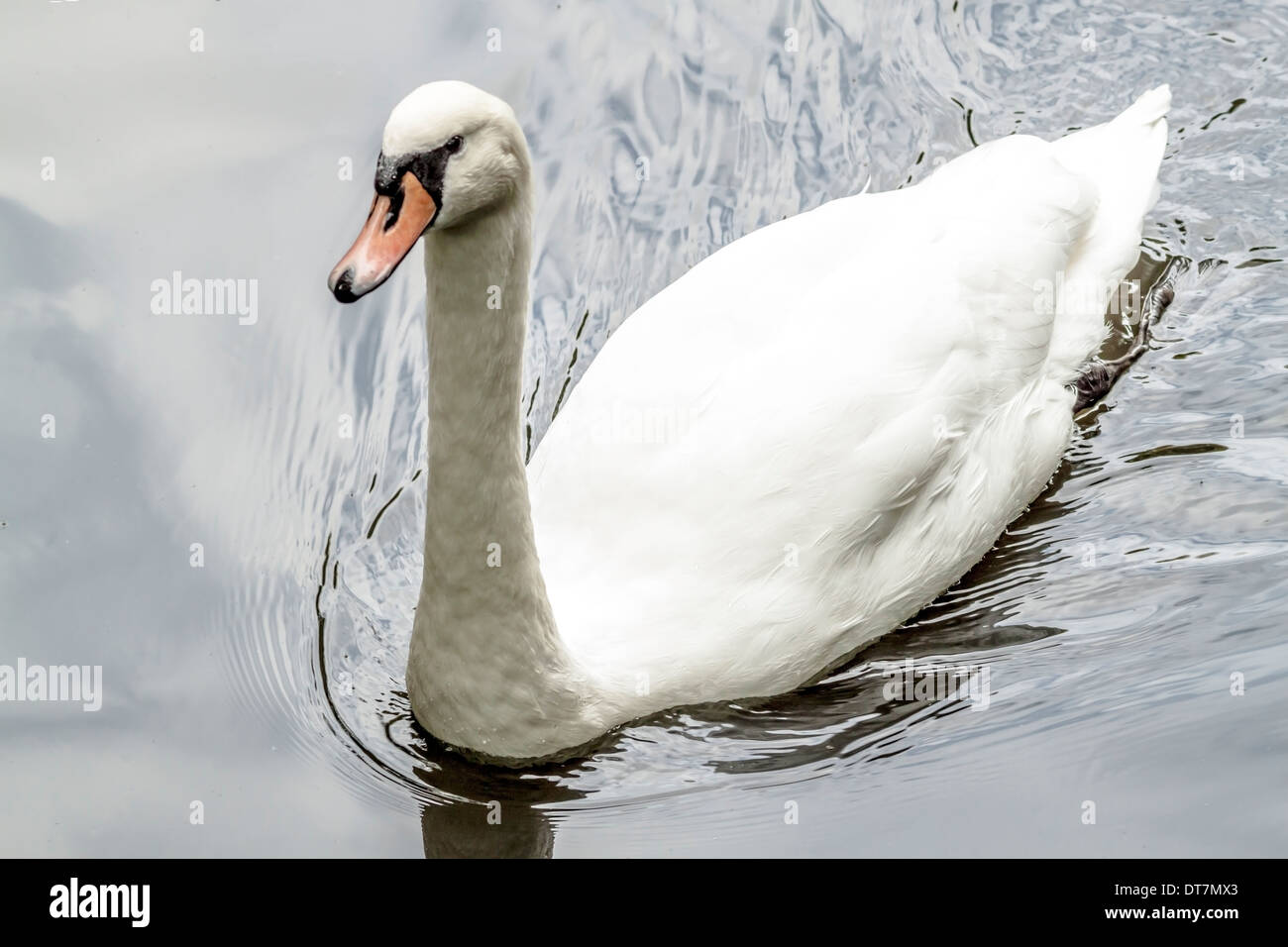 Foto einer schwebenden weißen Schwan Stockfoto