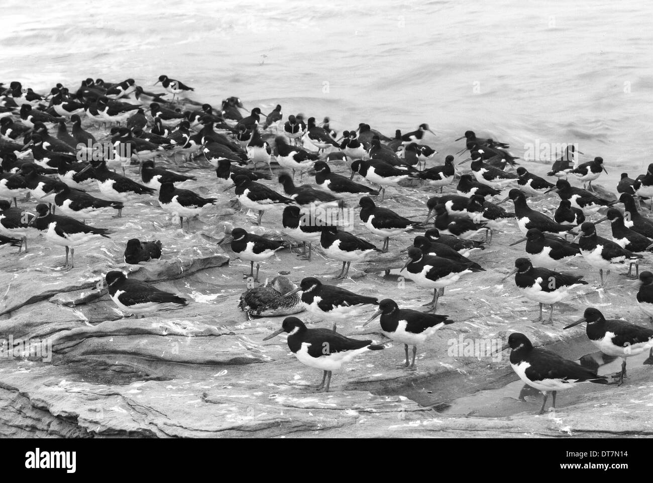 Geölte rot throated Taucher mit Austernfischer - Hilbre Insel. Im Jahr 1954 von Eric Hosking genommen Stockfoto