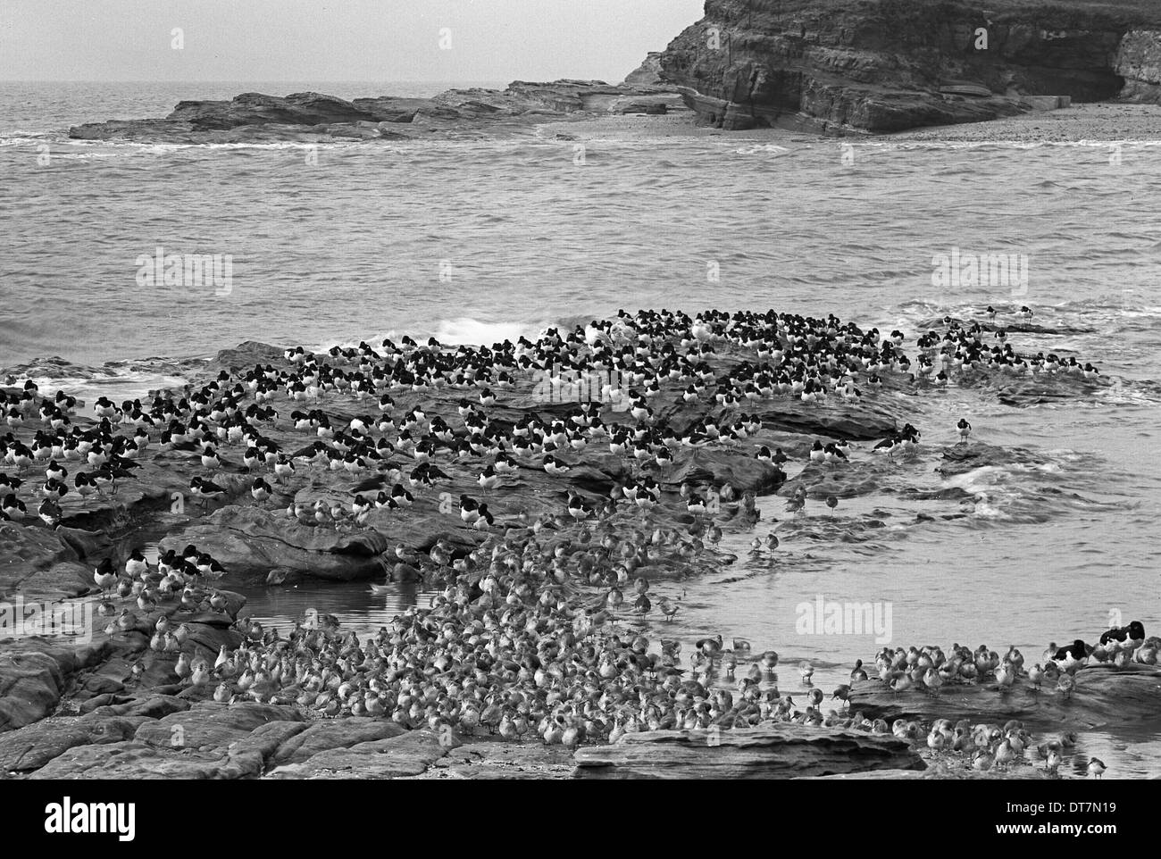 Austernfischer und Rotschenkel auf kleines Auge in Richtung Hilbre Island. Im Jahr 1953 von Eric Hosking genommen Stockfoto