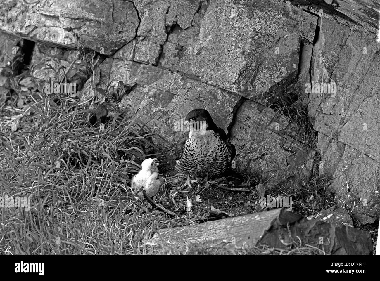 Wanderfalken am Nest mit Küken. Im Juni 1953 von Eric Hosking genommen Stockfoto