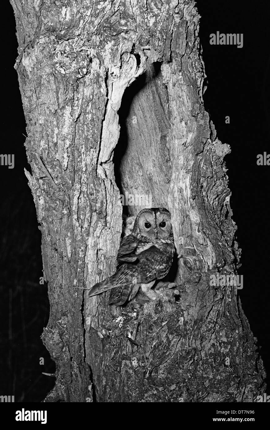 Waldkauz am Nest Hicking Norfolk 1942 Stockfoto