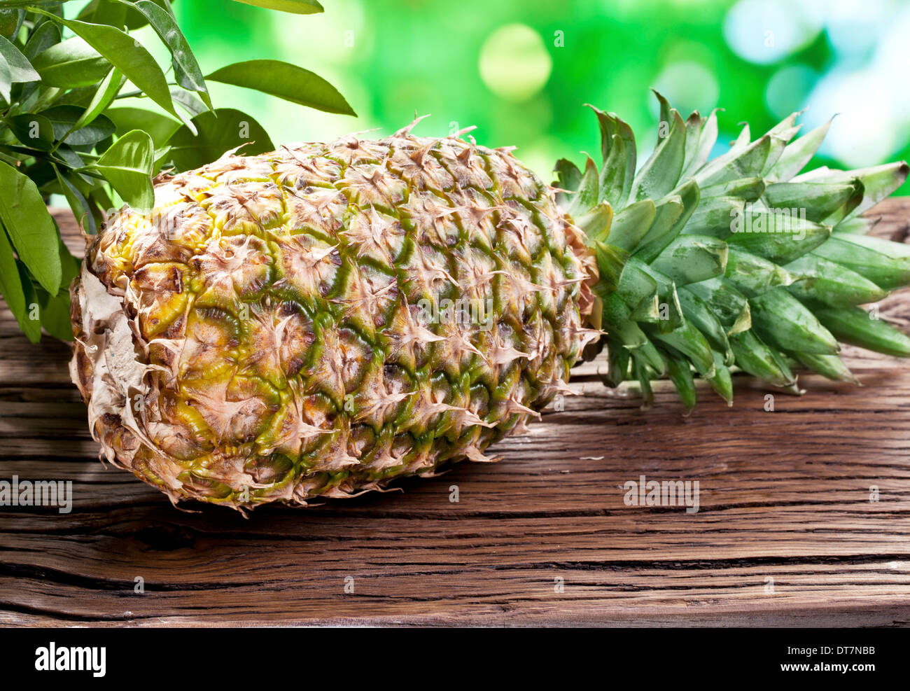 Frucht einer Ananas auf einem Holztisch mit dunkelgrünem Laub auf dem Hintergrund. Stockfoto