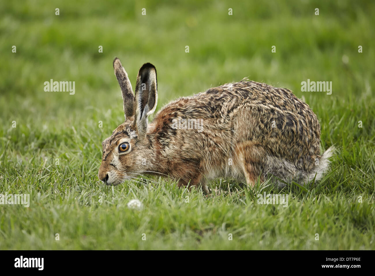 Feldhase (Lepus Europaeus) eingeführten Arten adult füttern auf Rasen Torres del Paine N.P südlichen Patagonien Chile Stockfoto