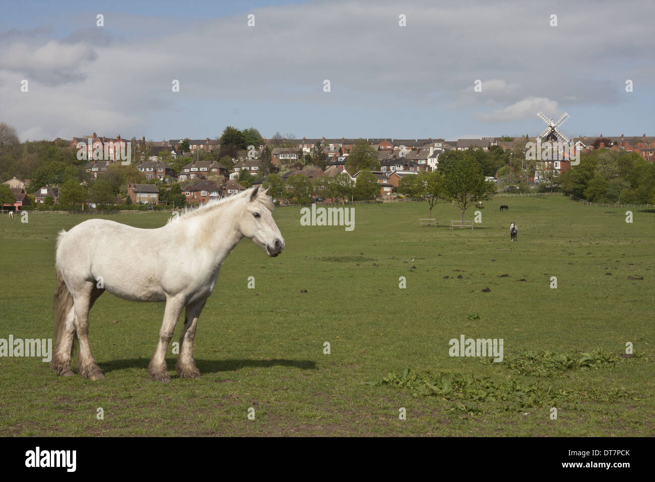 Pferd, Ponys grasen auf der Weide am Rande der Stadt, Ellis Mill, Lincoln, Lincolnshire, England, Mai Stockfoto