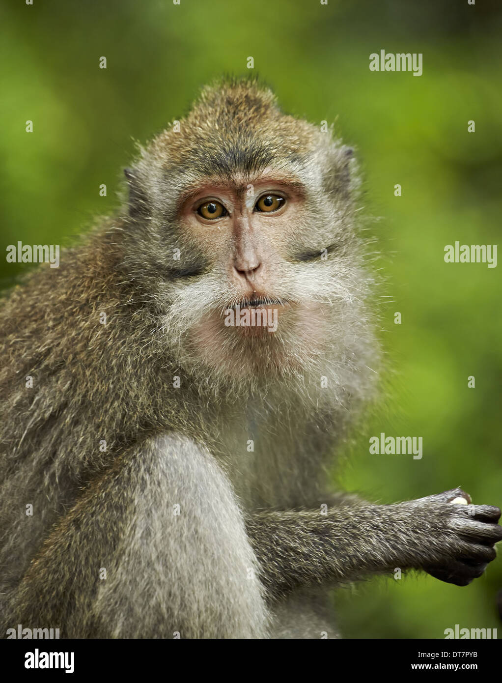 Krabbe-Essen Makaken (Macaca Fascicularis) unreife weibliche Nahaufnahme des Kopfes Heiligen Monkey Forest Sanctuary Ubud Bali Lesser Stockfoto