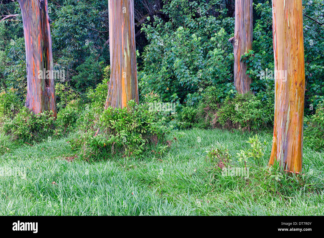 Abblätternde Rinde zeigt die Regenbogen Eukalyptus-Bäume entlang der Straße nach Hana auf Hawaii Insel Maui. Stockfoto