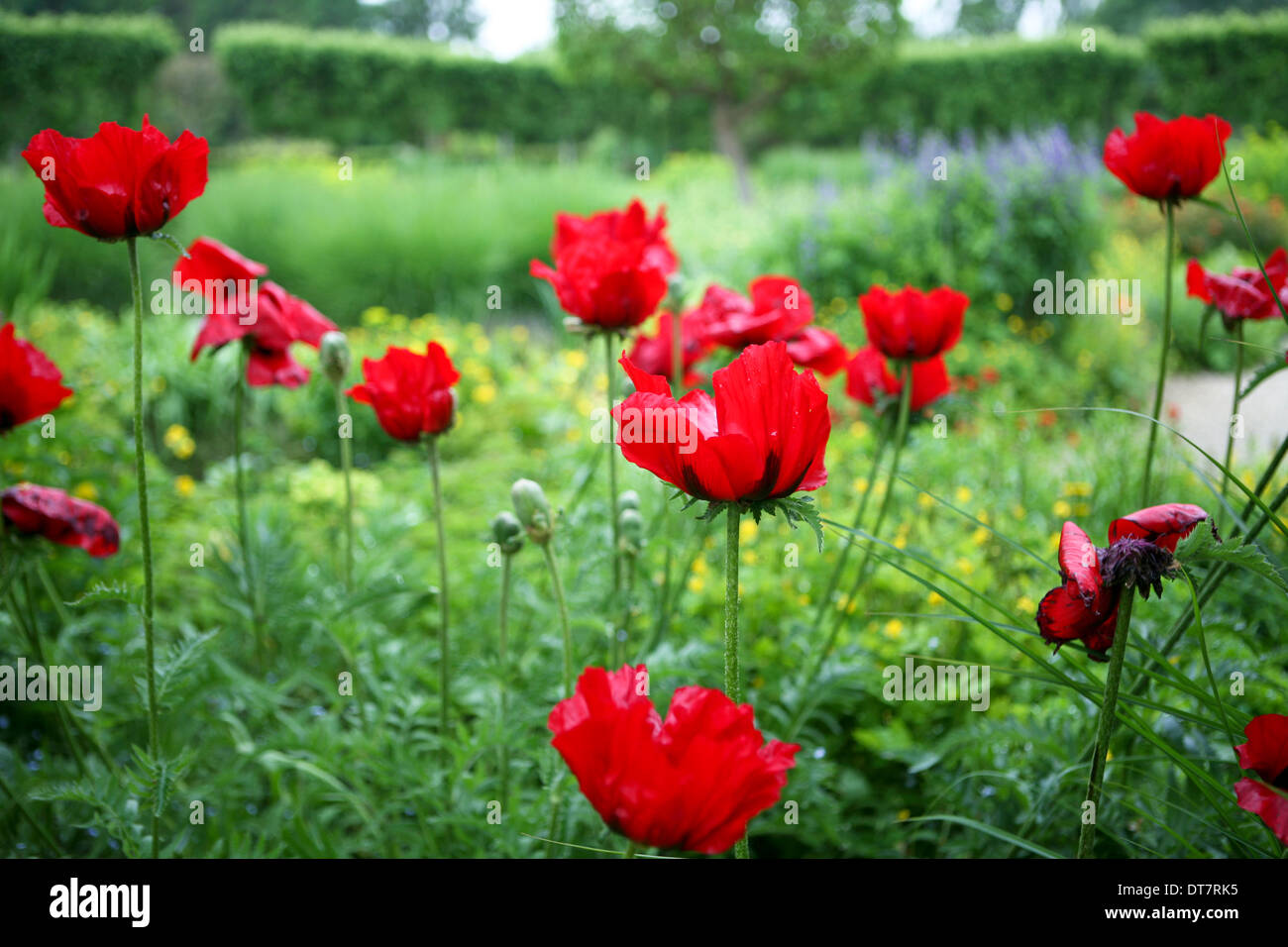 Papaver Orientale (Goliath-Gruppe) 'Beauty of Livermere' / rote orientalische Mohn Stockfoto