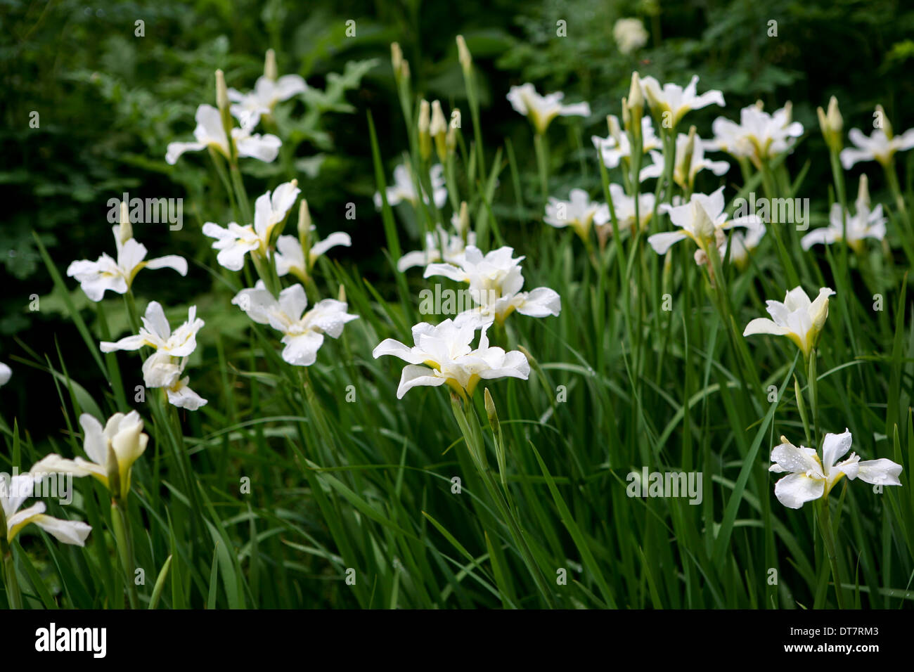 Iris 'White Swirl' / sibirische Iris Blume Stockfoto