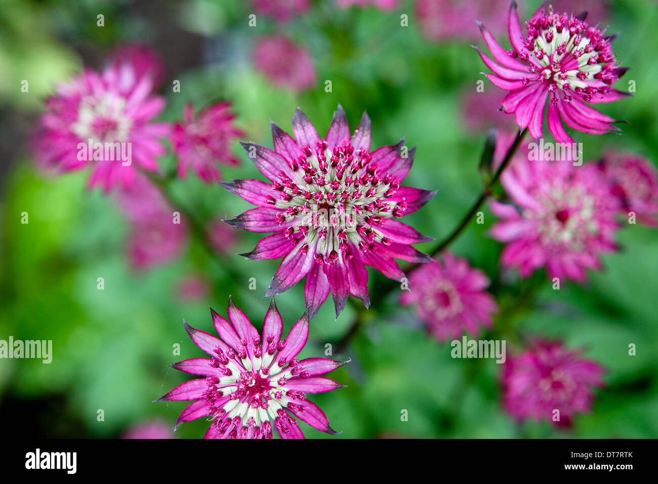 Astrantia major 'Rubra' / Sterndolde Stockfoto