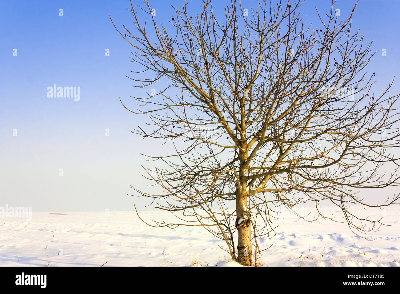 Einsamen Winter Baum in einem Schnee-Hügel Stockfoto