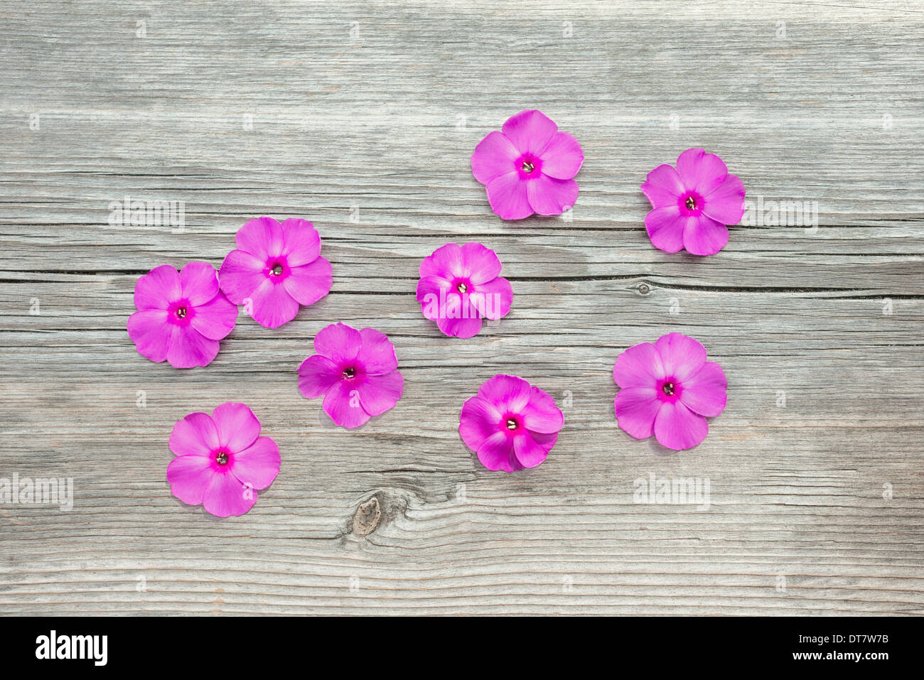 Blumen-Phloxe auf einem hölzernen Hintergrund Stockfoto