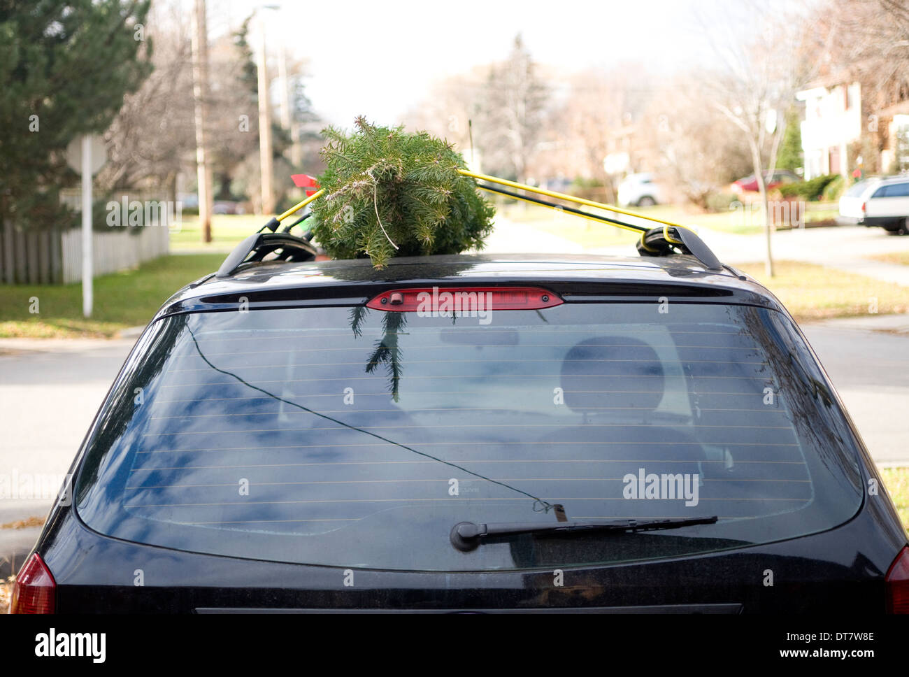 Gebundenen Weihnachtsbaum auf dem Dach eines Autos geschnallt Stockfoto