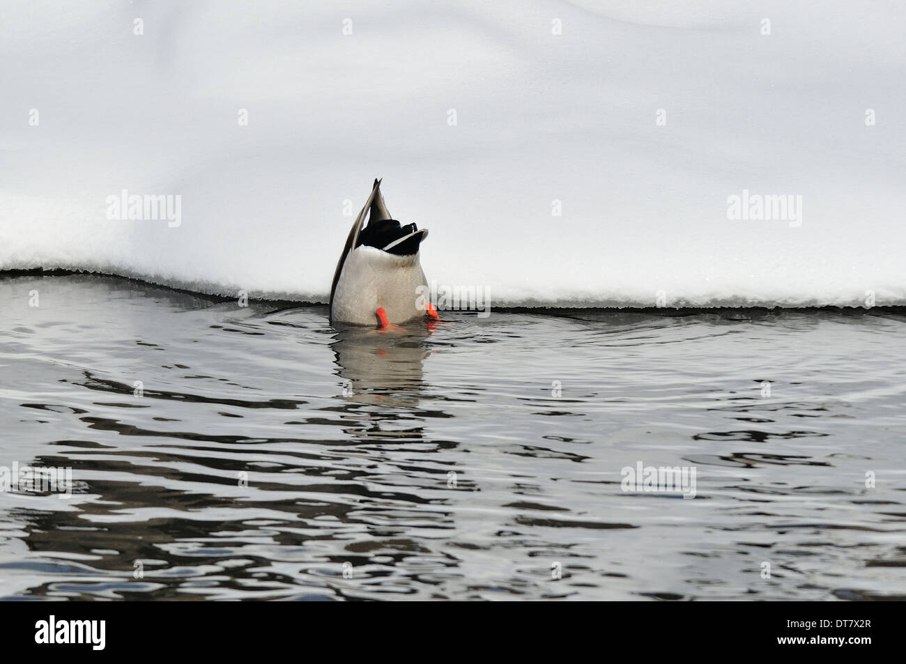 Mailen Sie Stockente Ente Fütterung kopfüber Winter Küste. Stockfoto