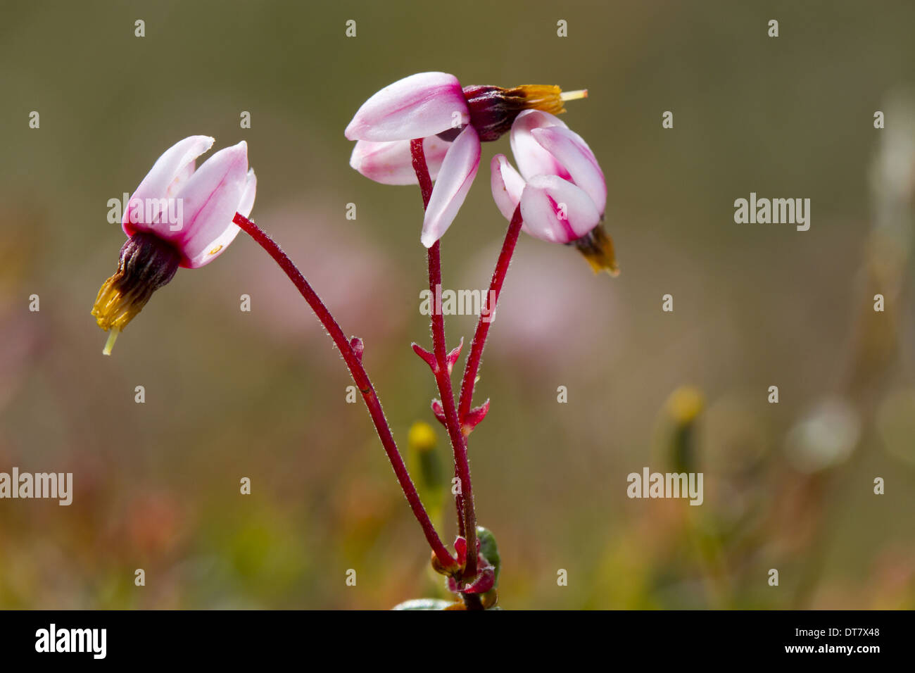 Gemeinsamen Moosbeere (Vaccinium Oxycoccos) Nahaufnahmen von Blumen, angehoben auf wachsende Moor, Cors y Llyn N.N.R., Powys, Wales, Juni Stockfoto