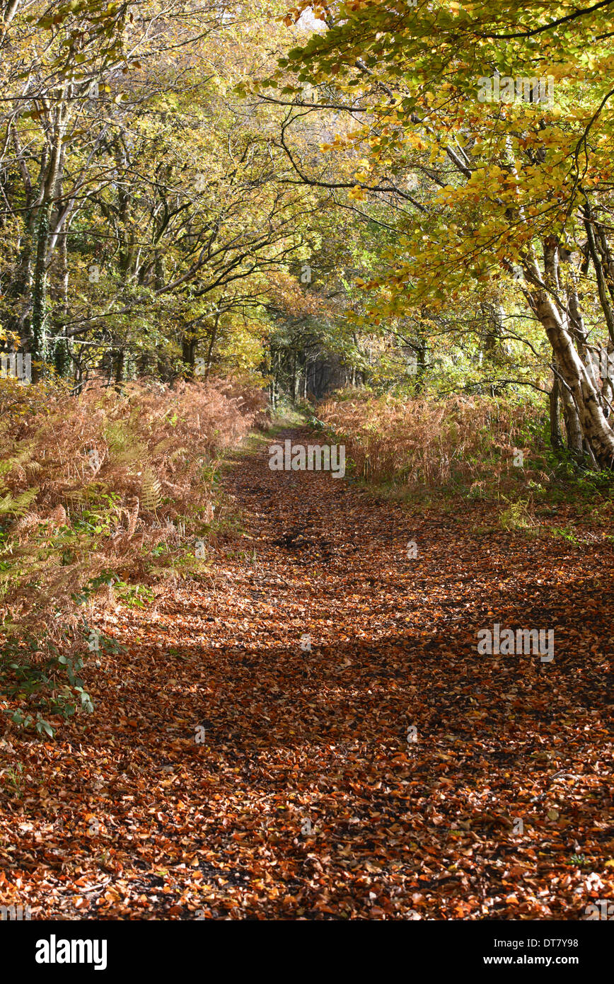 Track mit Laubstreu unter Bäumen in Herbstfärbung, wenig Budworth, Cheshire, England, November bedeckt Stockfoto