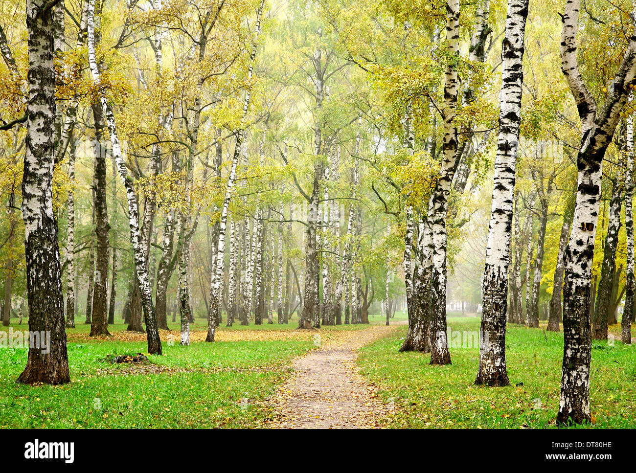 Morgennebel im Herbst Birkenwald Stockfoto