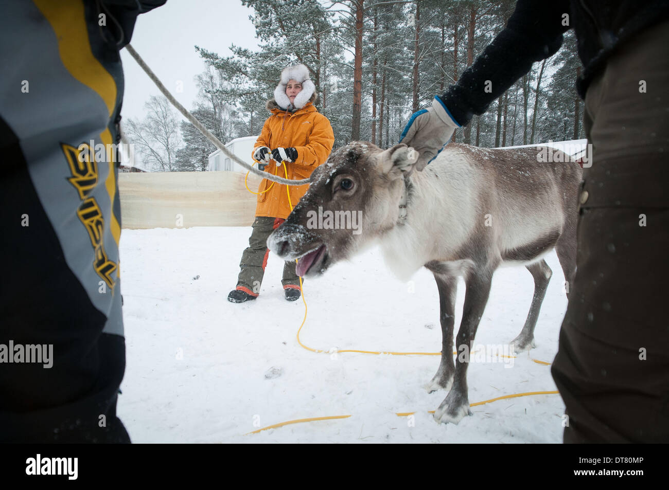 Umea, Vasterbotten, Schweden. 1. Februar 2014. 1. Februar 2014, Umea, Schweden: eine Familie von Sami Rentierzüchter montieren ihrer Herde für den Transport nach Umea, wo sie bei der Eröffnungsfeier für die Umea Jahr als das Jahr 2014 Kulturhauptstadt Europas durchzuführen. Diese Familie lebt und verwaltet ihre Herde weit in den Norden, in der Nähe der Stadt Jokkmokk. Familie Patriarch, Per-Olof Kuhmanen (blau Daunenjacke) nennt sich ein '' Rentier Mann '', darauf hinweist, dass er fühlt sich nicht als Besitzer einer Herde, aber ein Teil davon. Die indiginous Sami Leute, die seit Tausenden von Jahren in einer Region, die Verbreitung über gelebt haben Stockfoto