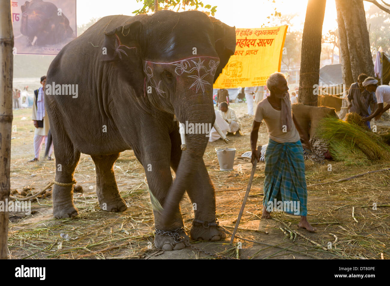 Mahut auf der Suche nach seinen Elefanten im Haathi Basar, Sonepur Mela, Sonepur, Bihar, Indien Stockfoto