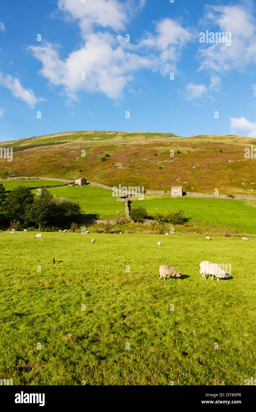 Schafe weiden, in der Nähe von Twaite, Swaledale, Yorkshire Dales, England Stockfoto