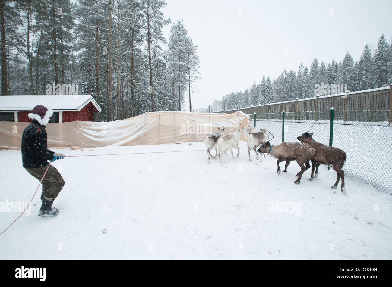 Umea, Vasterbotten, Schweden. 1. Februar 2014. 1. Februar 2014, Umea, Schweden: eine Familie von Sami Rentierzüchter montieren ihrer Herde für den Transport nach Umea, wo sie bei der Eröffnungsfeier für die Umea Jahr als das Jahr 2014 Kulturhauptstadt Europas durchzuführen. Diese Familie lebt und verwaltet ihre Herde weit in den Norden, in der Nähe der Stadt Jokkmokk. Familie Patriarch, Per-Olof Kuhmanen (blau Daunenjacke) nennt sich ein '' Rentier Mann '', darauf hinweist, dass er fühlt sich nicht als Besitzer einer Herde, aber ein Teil davon. Die indiginous Sami Leute, die seit Tausenden von Jahren in einer Region, die Verbreitung über gelebt haben Stockfoto