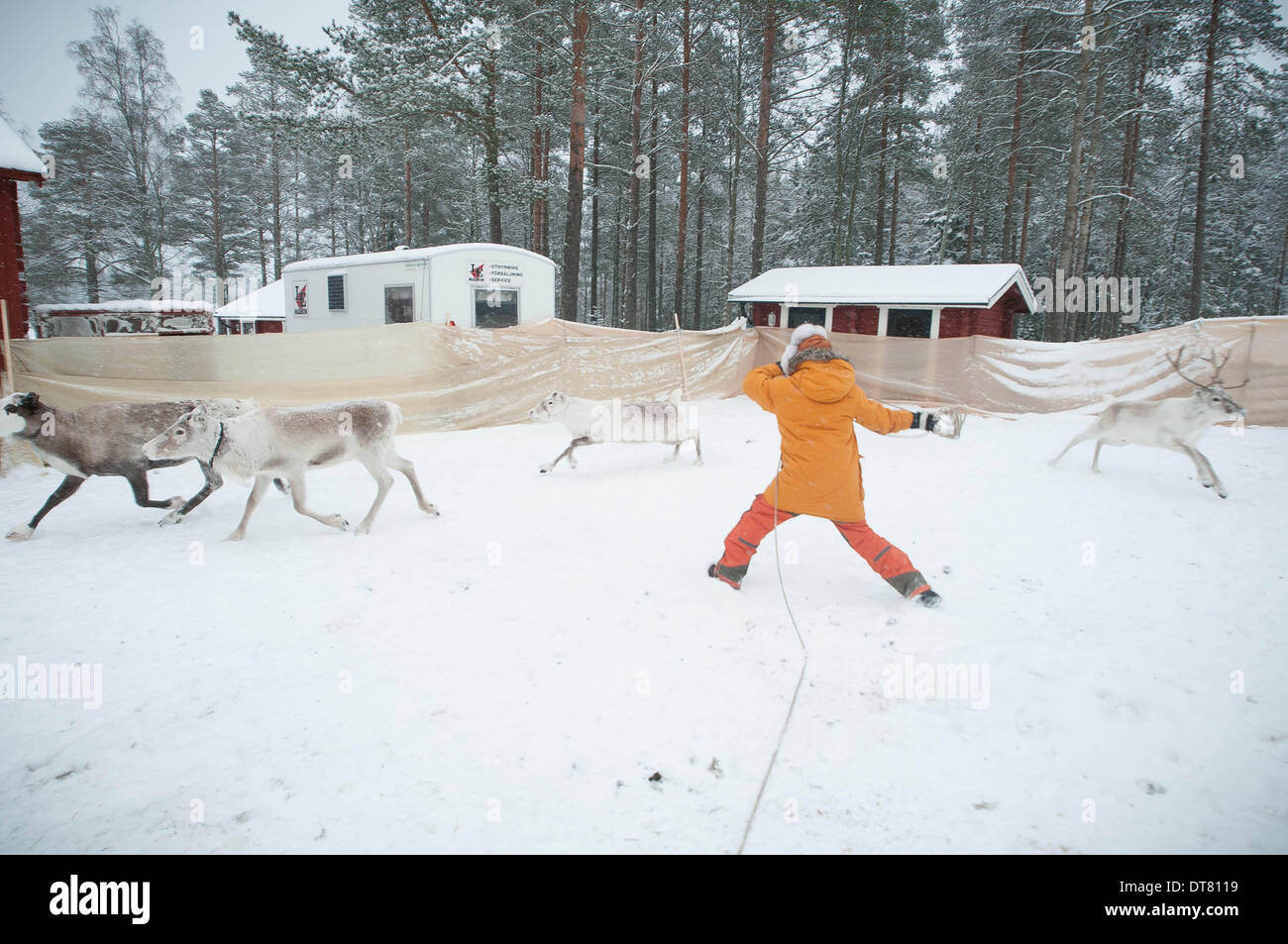 Umea, Vasterbotten, Schweden. 1. Februar 2014. 1. Februar 2014, Umea, Schweden: eine Familie von Sami Rentierzüchter montieren ihrer Herde für den Transport nach Umea, wo sie bei der Eröffnungsfeier für die Umea Jahr als das Jahr 2014 Kulturhauptstadt Europas durchzuführen. Diese Familie lebt und verwaltet ihre Herde weit in den Norden, in der Nähe der Stadt Jokkmokk. Familie Patriarch, Per-Olof Kuhmanen (blau Daunenjacke) nennt sich ein '' Rentier Mann '', darauf hinweist, dass er fühlt sich nicht als Besitzer einer Herde, aber ein Teil davon. Die indiginous Sami Leute, die seit Tausenden von Jahren in einer Region, die Verbreitung über gelebt haben Stockfoto