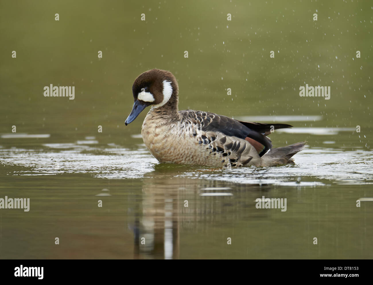 Bronze-geflügelte Ente (Speculanas Specularis) Erwachsenen, auf dem Wasser, Baden, Torres del Paine N.P, südlichen Patagonien, Chile, November Stockfoto
