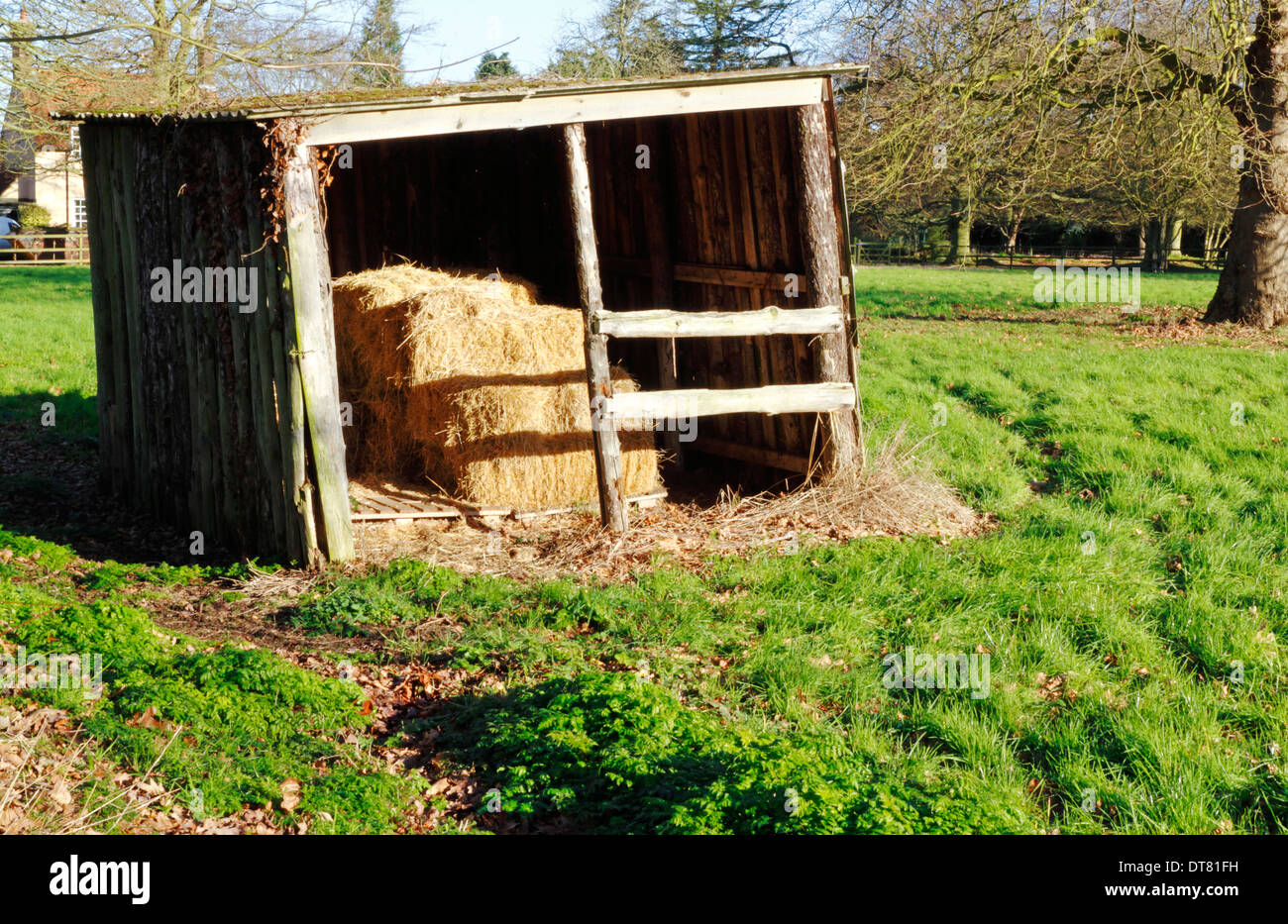 Neigung zu vergießen in einem Feld mit Stroh- und Heuballen für Pferde. Stockfoto