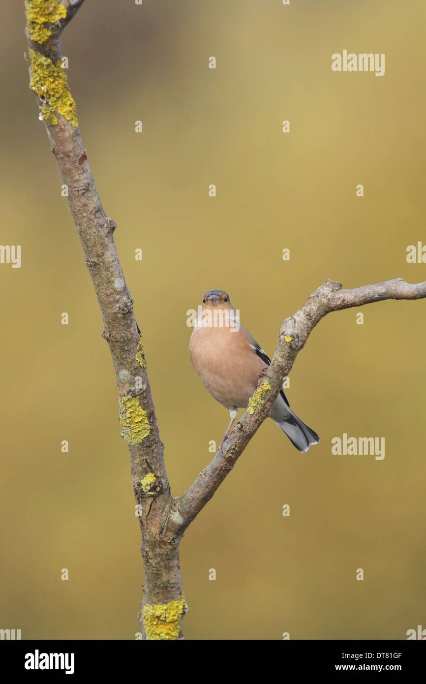 Gemeinsamen Buchfinken (Fringilla Coelebs) Männchen, gehockt Flechten bedeckt Zweig, West Yorkshire, England, November Stockfoto