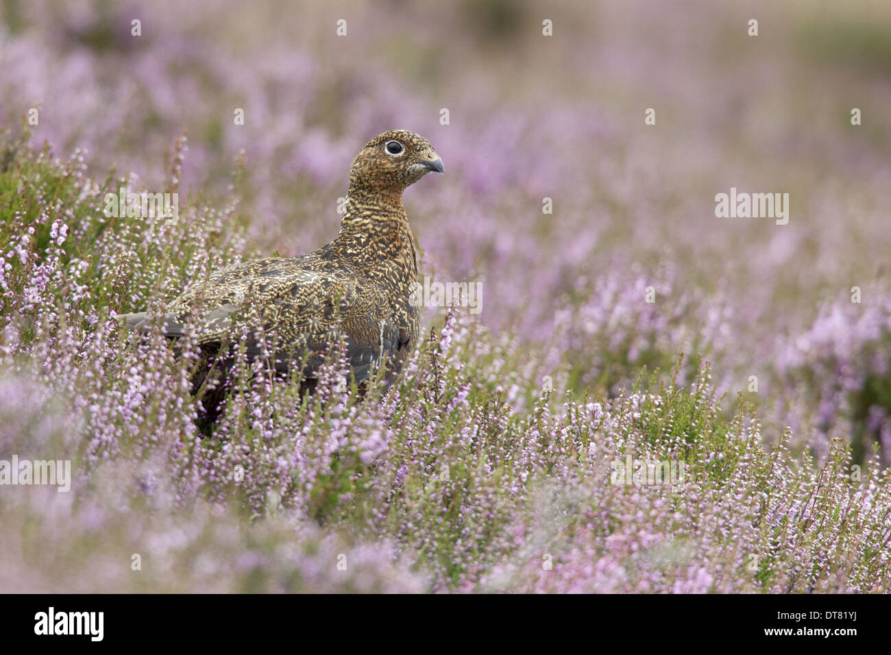 Moorschneehuhn (Lagopus Lagopus Scoticus) Erwachsenen weiblichen stehen in Blüte Heather auf Moorland Lammermuir Hills Scottish Borders Stockfoto