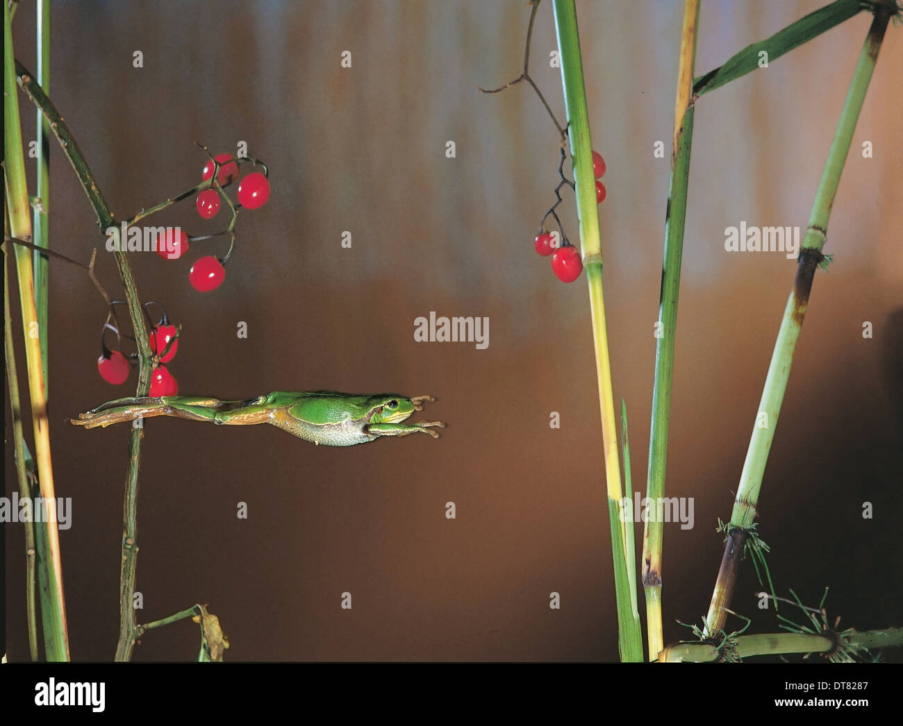 Italienischer Laubfrosch (Hyla Intermedia) springen auf den Stengeln der Schachtelhalm (Equisetum) Stockfoto