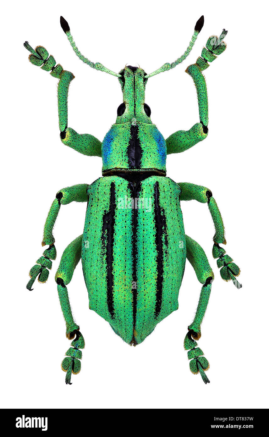 Tolle exotische Käfer Eupholus cuvieri Stockfoto