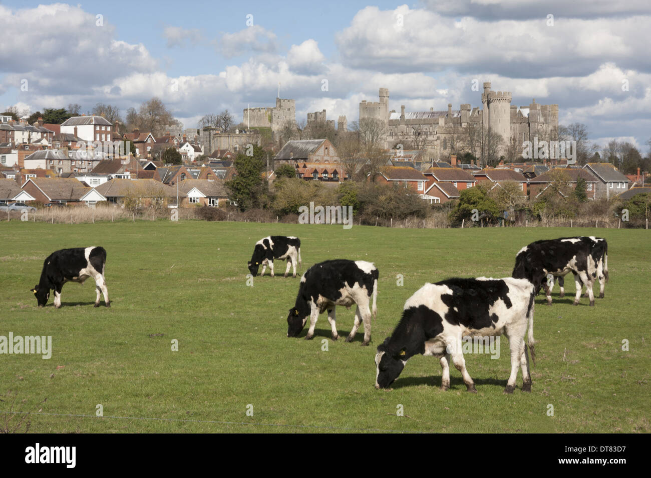 Friesian rinder und schloss im hintergrund -Fotos und -Bildmaterial in ...