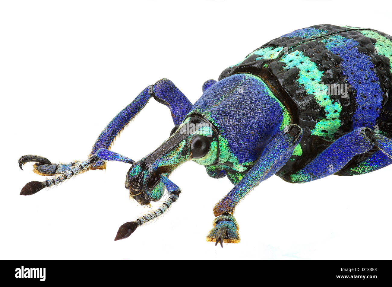 Exotische blaue Rüsselkäfer Eupholus magnificus Stockfoto