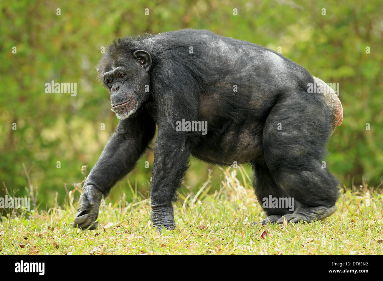 Zentralen Schimpanse (Pan Troglodytes Troglodytes) Erwachsenfrau, Knöchel-Wandern auf dem Rasen (Captive) Stockfoto