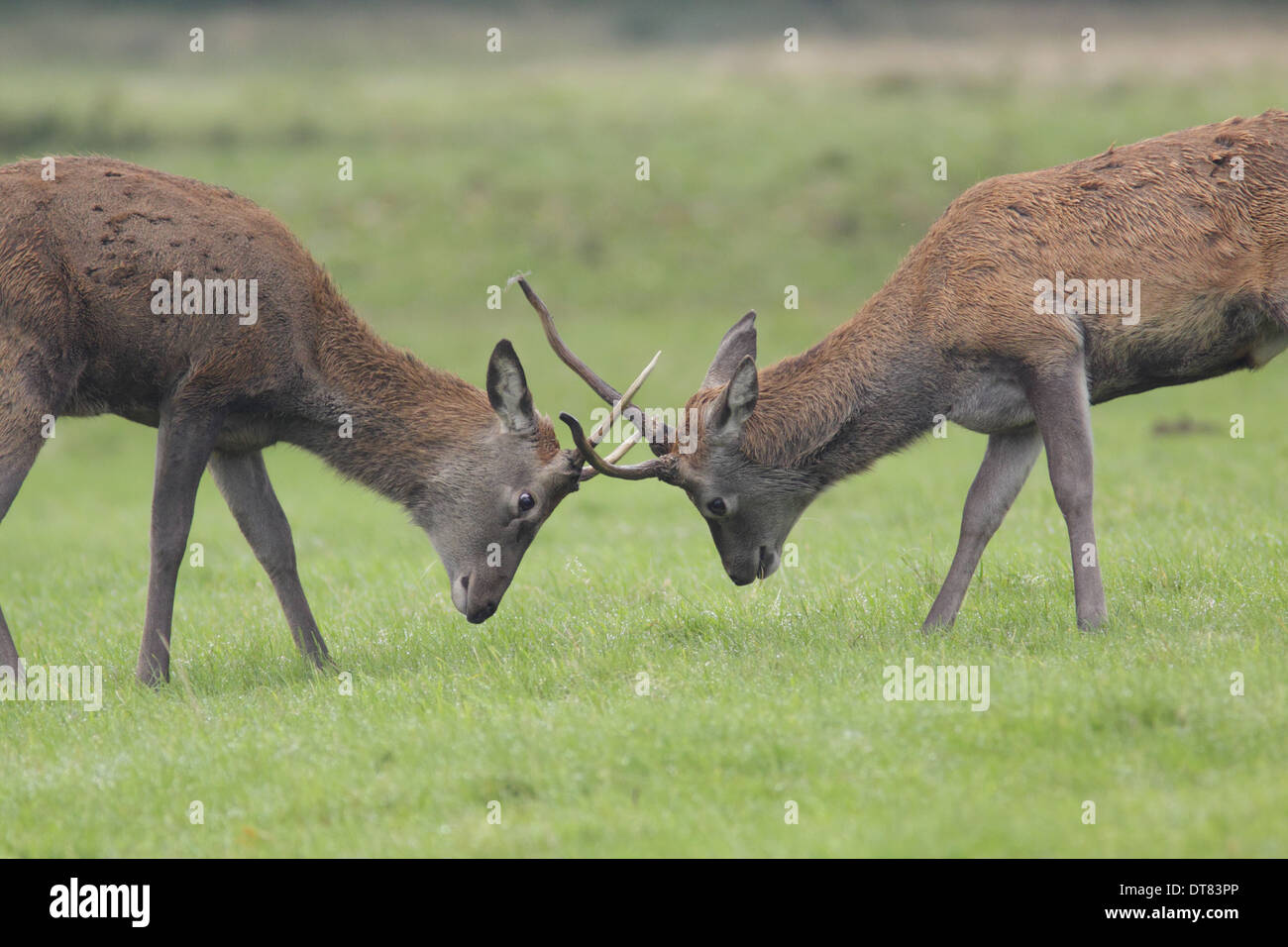 Rothirsch (Cervus Elaphus) zwei unreife Hirsche kämpfen während der Brunftzeit Saison Studley Royal Deer Park Ripon North Yorkshire Stockfoto
