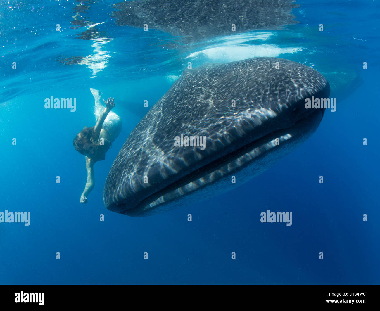 Meerjungfrau Schwimmen mit einem Walhai Rhincodon Typus vor Isla Mujeres, Mexiko Stockfoto