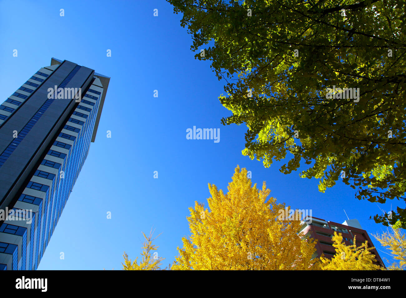 Wolkenkratzer und Ginkgo Bäume Herbst Farbe Tama Center Tokyo-Japan Stockfoto