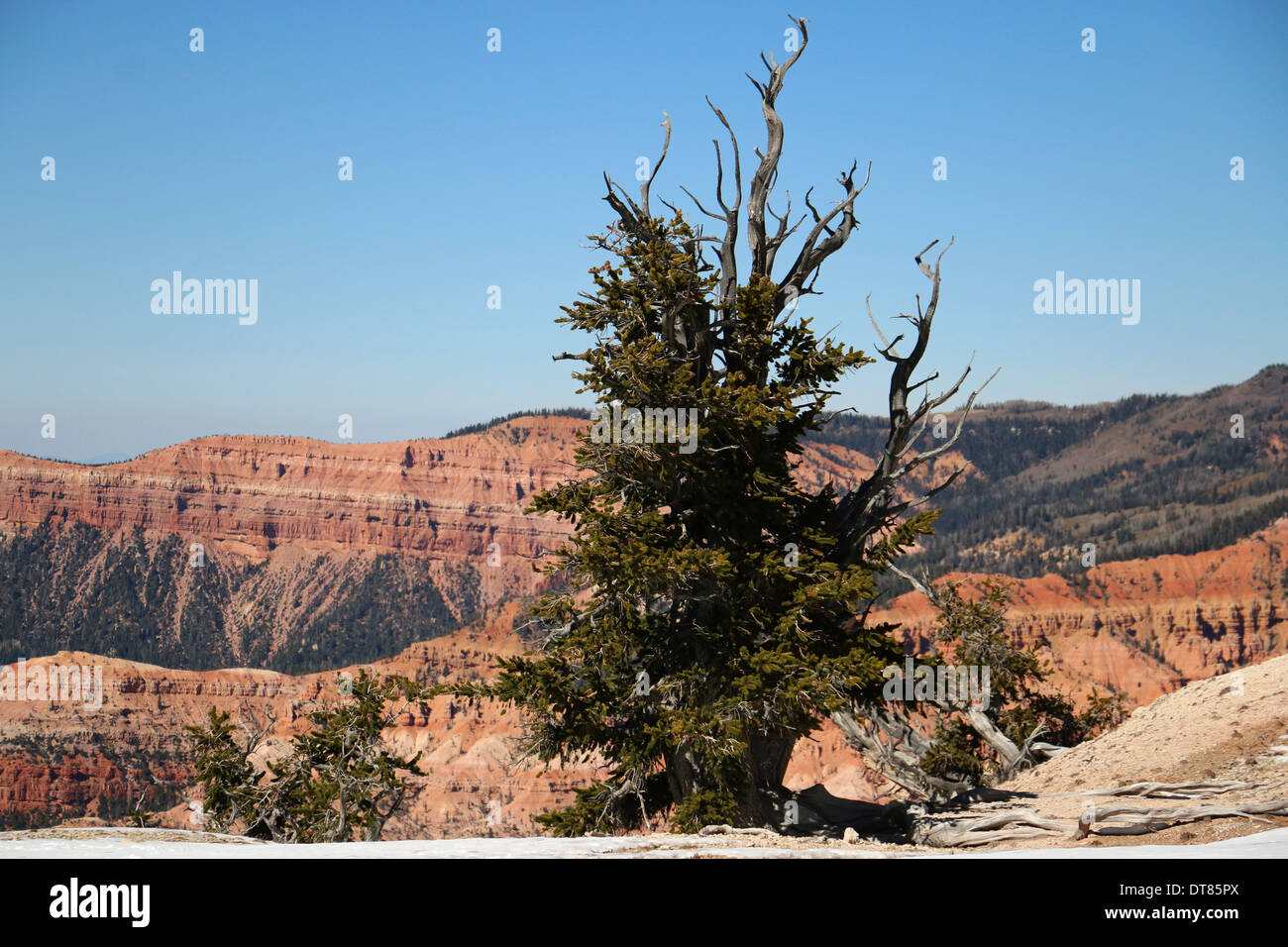 Große Bassin Bristlecone Kiefer Bäume Cedar Breaks National Monument Utah Stockfoto