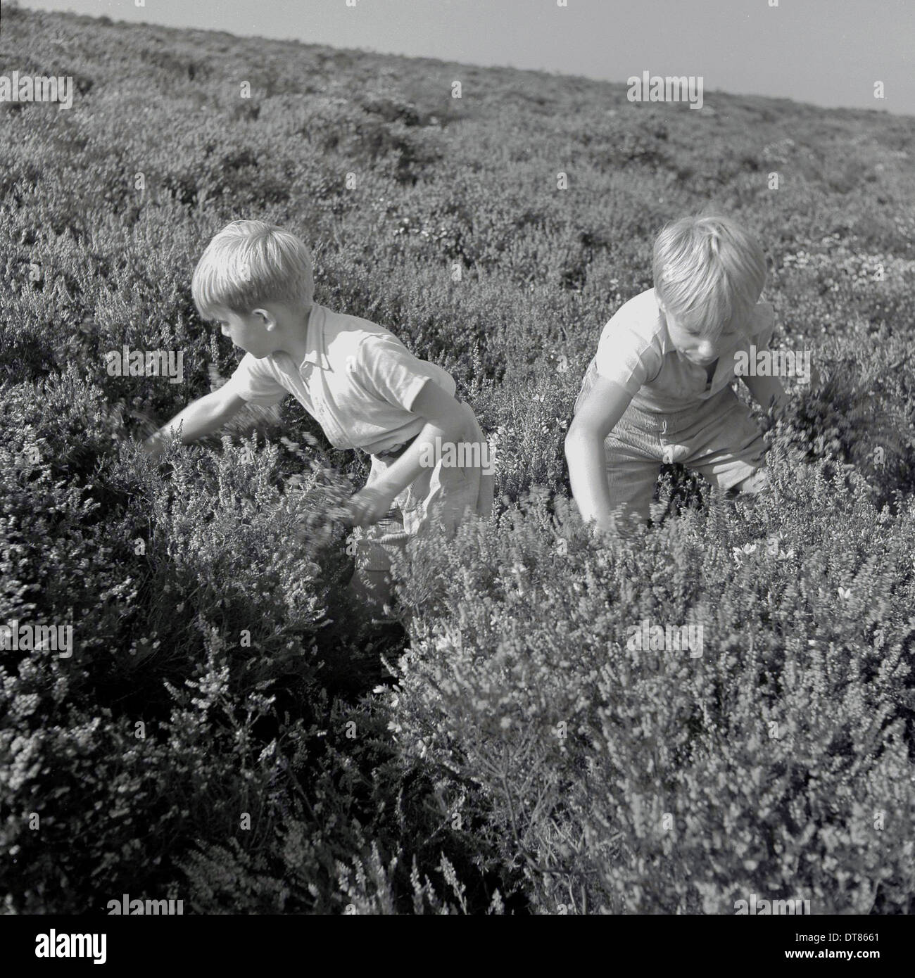 1950sand einen historischen Überblick zu zwei blonden Haaren jungen im freien Kommissionierung Lavendel. Stockfoto
